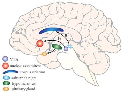 Impulse Control Disorders in Parkinson's Disease: Epidemiology, Pathogenesis and Therapeutic Strategies